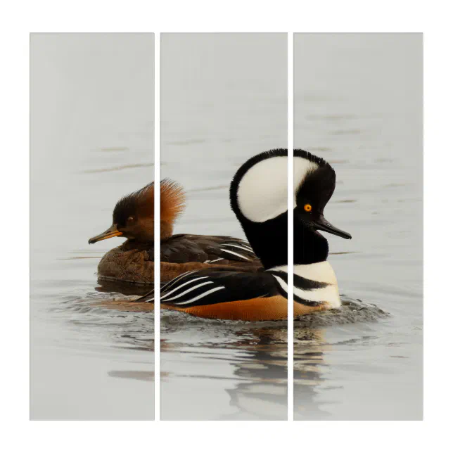 A Meeting of Hooded Mergansers at the Pond Triptych