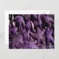 Purple Starfish Rocky Beach Postcard