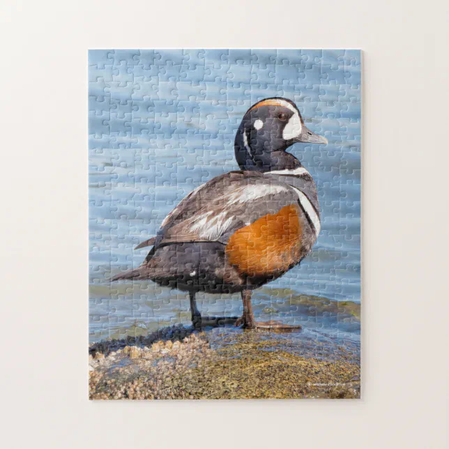 Beautiful Harlequin Duck on the Rock Jigsaw Puzzle