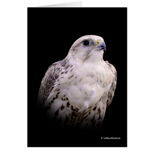 Vignetted Portrait of an Inquisitive Saker Falcon