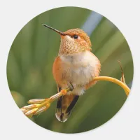 Rufous Hummingbird at Rest Classic Round Sticker
