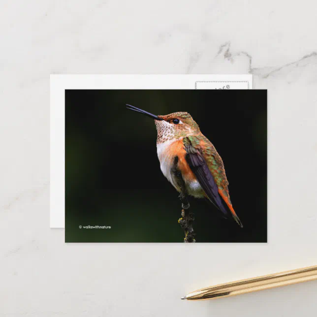 Rufous Hummingbird Perches on Fruit Tree Postcard