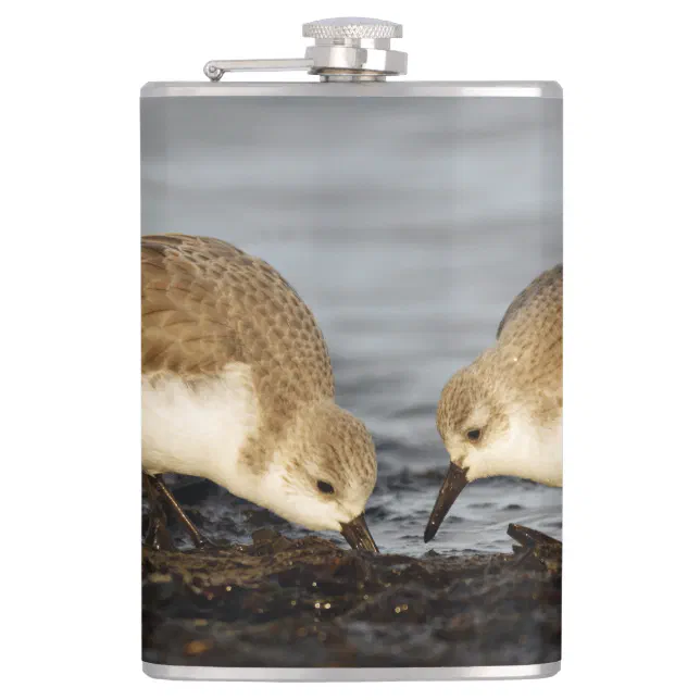 Cute Pair of Sanderlings Sandpipers Shares a Meal Flask