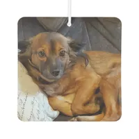 Add Your Pet's Photo to this   Air Freshener