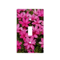 Rhodohypoxis / Red Star / Rosy Posy Light Switch Cover