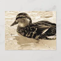 Duck in Sepia Postcard