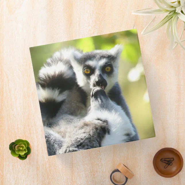 Funny Surprised Lemurs of Madagascar 3 Ring Binder