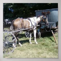 Pinto Amish Horse Poster