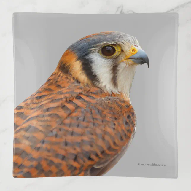 Stunning American Kestrel Sparrowhawk Falcon Trinket Tray