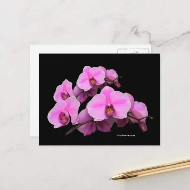 Elegant Floral Pink Orchids Phalaenopsis on Black Postcard