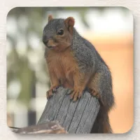 Adorable Squirrel Photograph  Beverage Coaster
