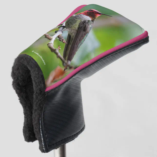 Male Anna's Hummingbird on the Plum Tree Golf Head Cover