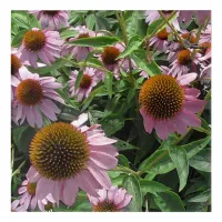 Echinacea Purple and Yellow Cone Flowers Acrylic Print