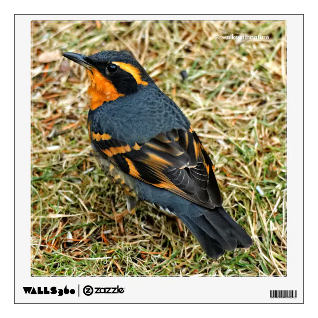 Stunning Varied Thrush Songbird in the Grass Wall Sticker