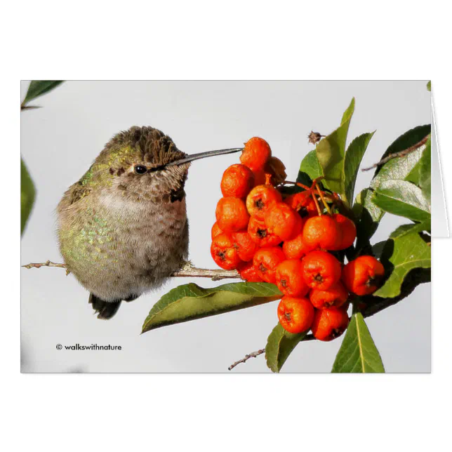 Anna's Hummingbird Poses with the Pyracantha