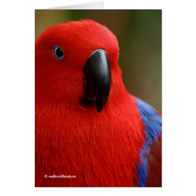 Beautiful "Lady in Red" Eclectus Parrot