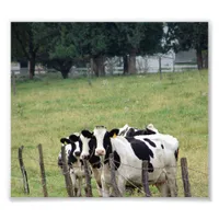 Amish Dairy Cattle Photo Print