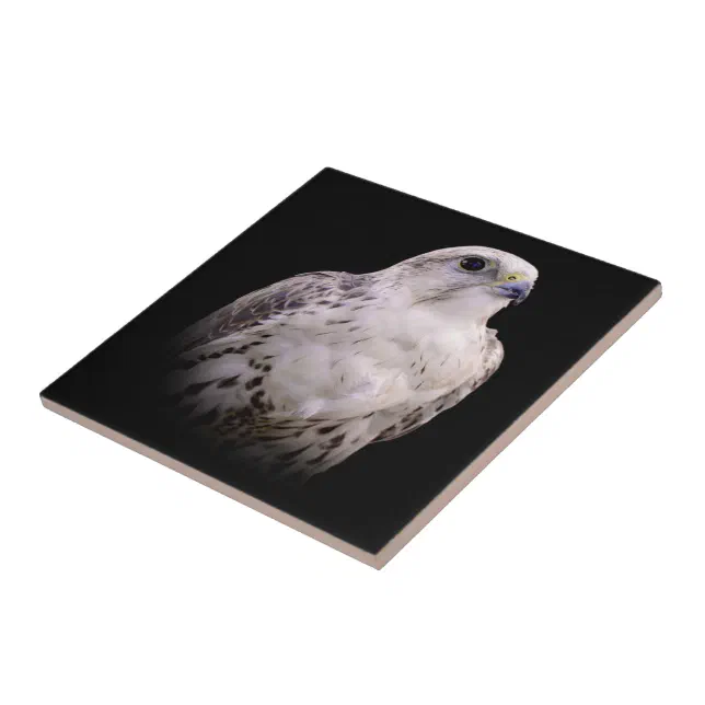 Vignetted Portrait of an Inquisitive Saker Falcon Ceramic Tile