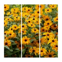 Rudbeckias / A Bed of Black-Eyed Susans Triptych