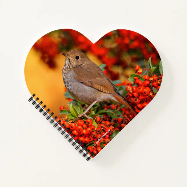 Hermit Thrush Songbird on the Scarlet Firethorn Notebook