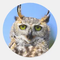 Staring Contest with a Beautiful Great Horned Owl Classic Round Sticker