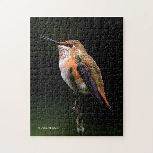 Cute Rufous Hummingbird on Fruit Tree Jigsaw Puzzle