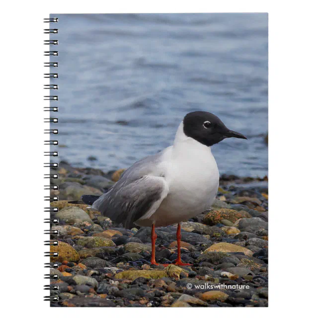 Bonaparte's Gull at the Beach Notebook