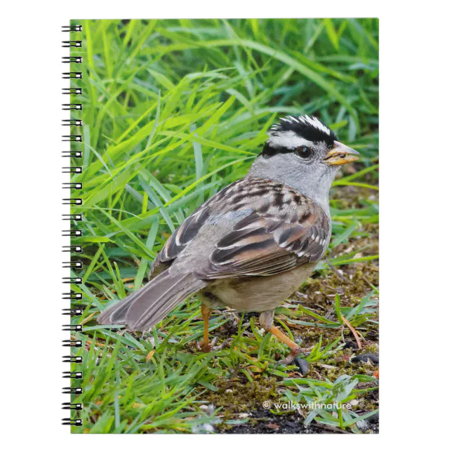 Beautiful White-Crowned Sparrow in the Grass Notebook