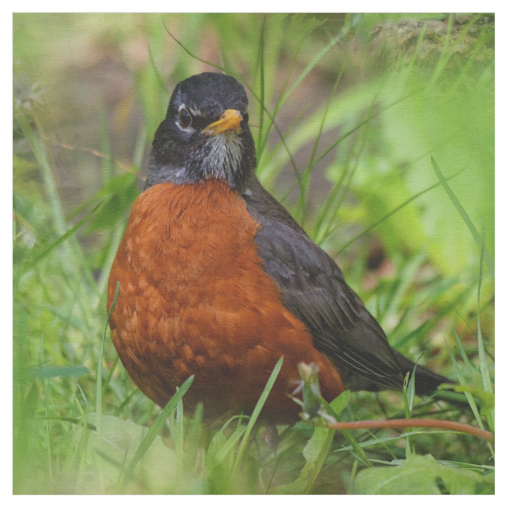 A Curious and Hopeful American Robin Fabric