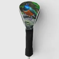 A Stunning African Superb Starling Golf Head Cover