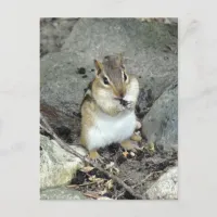 Cute Chipmunk Postcard
