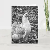 Black and White Hen, Easter Holiday Card