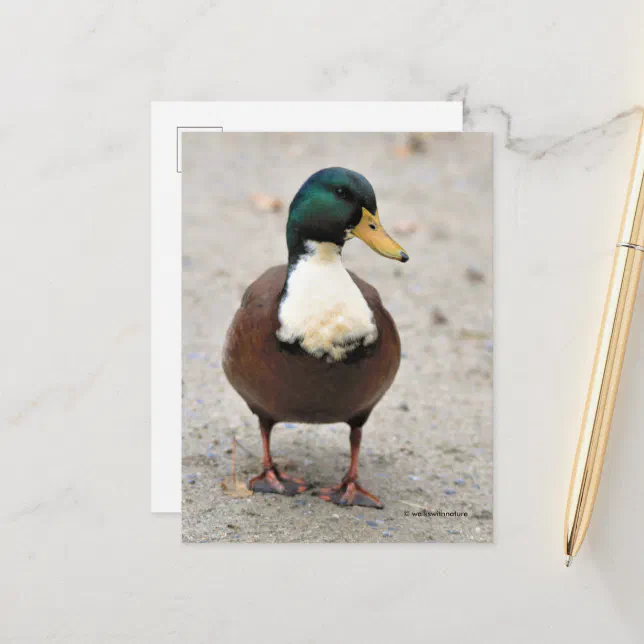 Suave Domestic Mallard Duclair Bibbed Odd Duck Postcard