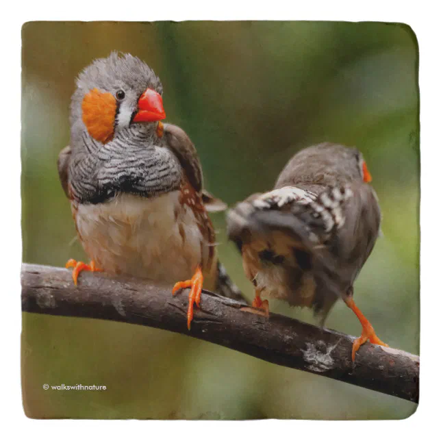 A Cheeky Pair of Zebra Finches Trivet