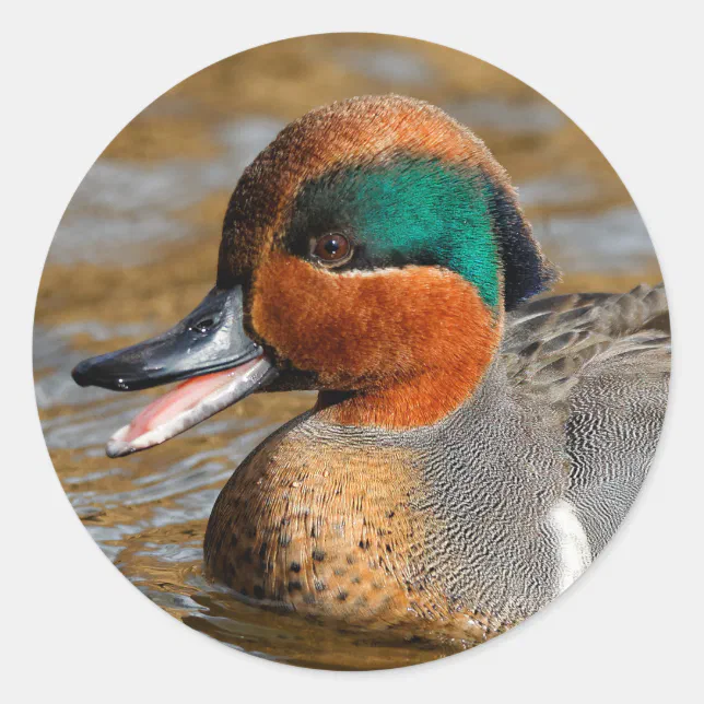 A Chatty Green-Winged Teal Duck at the Pond Classic Round Sticker