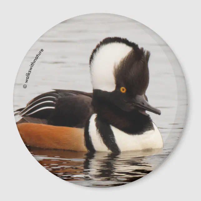 Singer in the Making: Hooded Mergansers Magnet