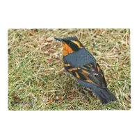 Stunning Varied Thrush on the Lawn Placemat
