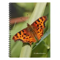 Beautiful Orange Satyr Comma Butterfly Notebook