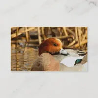 Handsome Stranger in Town Eurasian Wigeon Business Card
