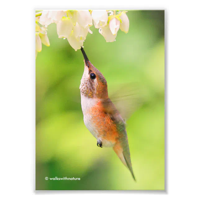 Rufous Hummingbird Sips Blueberry Blossom Nectar Photo Print