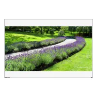 Stunning Lavender-Lined Garden Walk Landscape Wall Sticker