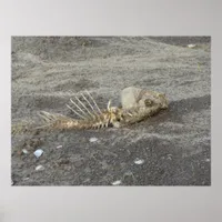 Skelton of a Fish on a Mississippi River Beach Poster