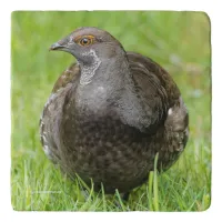 Beautiful Sooty Grouse in the Grass Trivet
