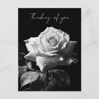 Long-stemmed white rose B&W photo Postcard