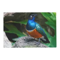 A Stunning African Superb Starling Placemat