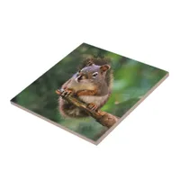 Saucy Red Squirrel in the Fir Ceramic Tile