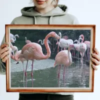 Flamingo Birds Photo Print