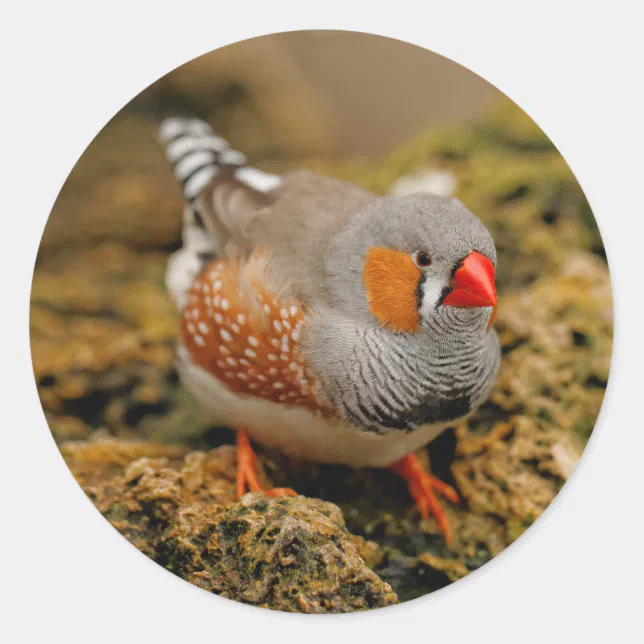 Zebra Finch on the Rocks Classic Round Sticker