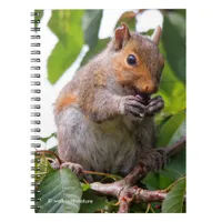 Cute Cherry Picking Eastern Grey Squirrel Notebook