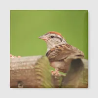 Chipping Sparrow at Bird Feeder Magnet